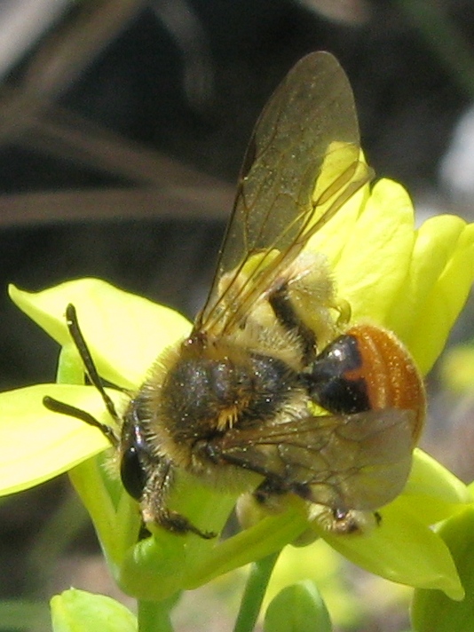 Andrena sp.